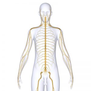 Electrodiagnosis (EMG/NCS)