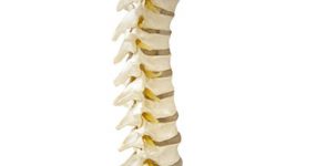  spine model