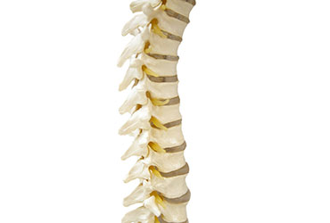 picture of the spine model