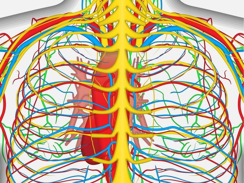 graphics showing skeleton and thoracic circulatory system
