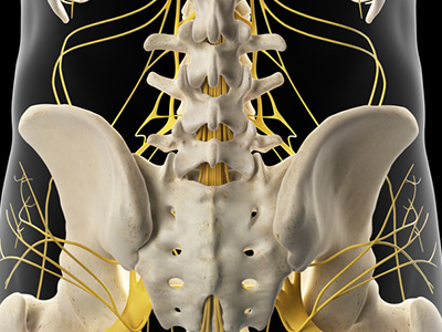 graphics showing the human skeleton and nervous system in the lower part of the back