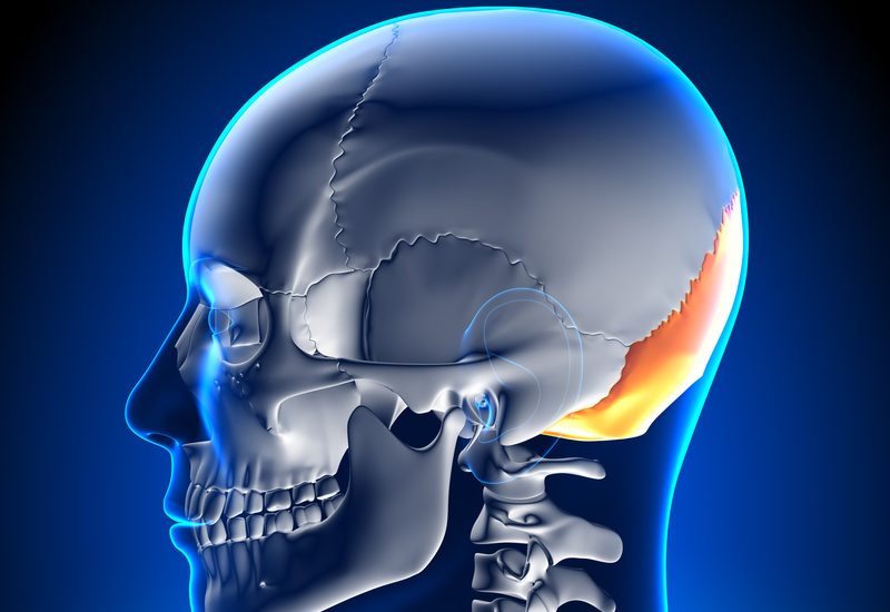graphics showing skull x-ray