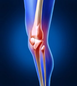 3d model of the knee bones