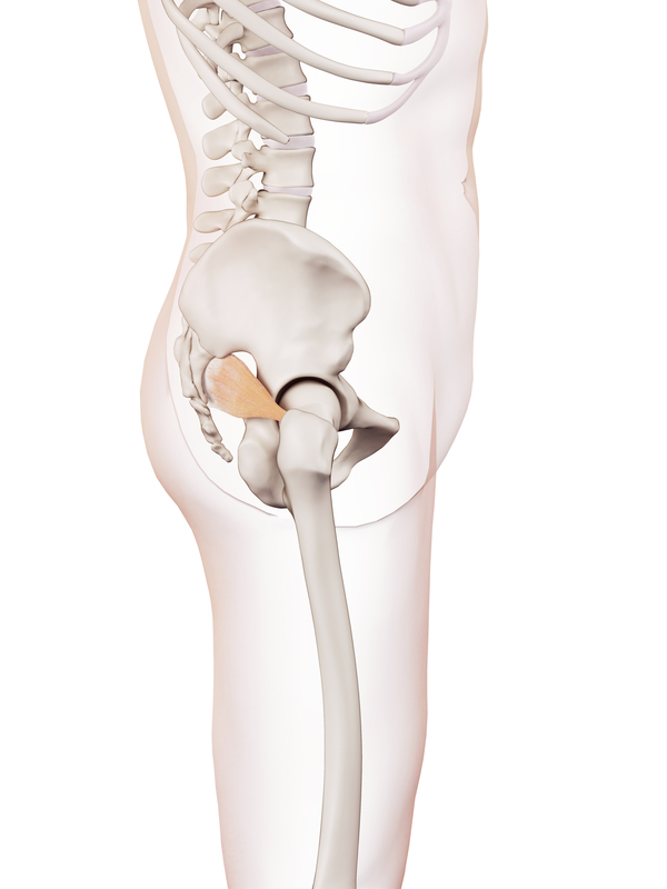 graphics showing pelvic bones model