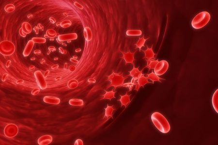 red blood cells