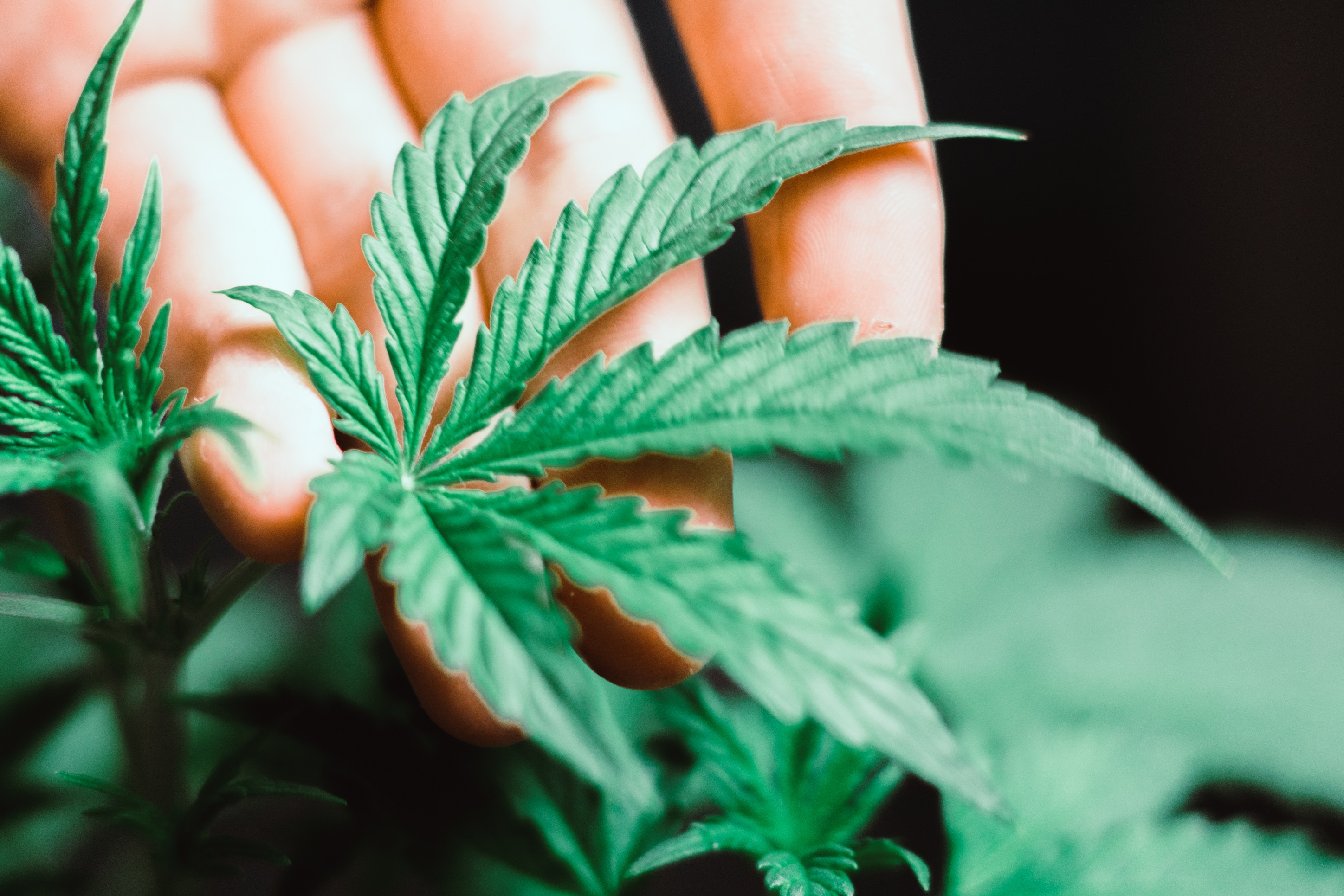 A small cannabis leaf in the hands of a male macro shot leaf in the hands macro shot on a vegetation medical marijuana Marijuana leaves, leaf of cannabis, marijuana, herbal hands at the man, indoor cultivation